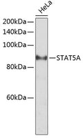 STAT5A Polyclonal Antibody – Figure 1 of 3