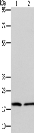 ANAPC13 Polyclonal Antibody – Figure 1 of 2