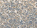 STX6 Polyclonal Antibody – Figure 1 of 3