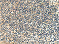 CNST Polyclonal Antibody – Figure 1 of 2