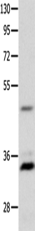 MC1R Polyclonal Antibody – Figure 1 of 2
