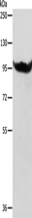 AARS2 Polyclonal Antibody – Figure 1 of 4