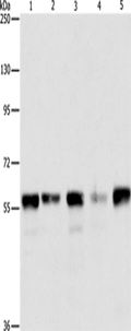 ARIH2 Polyclonal Antibody – Figure 1 of 2