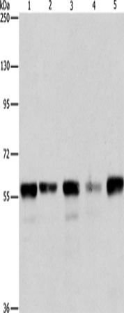 ARIH2 Polyclonal Antibody – Figure 1 of 2