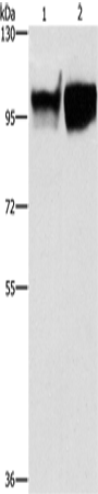 CD54 Polyclonal Antibody – Figure 1 of 4