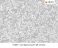Cas9 Expressing HT-29 Cell Line | Applied Biological Materials (abm)