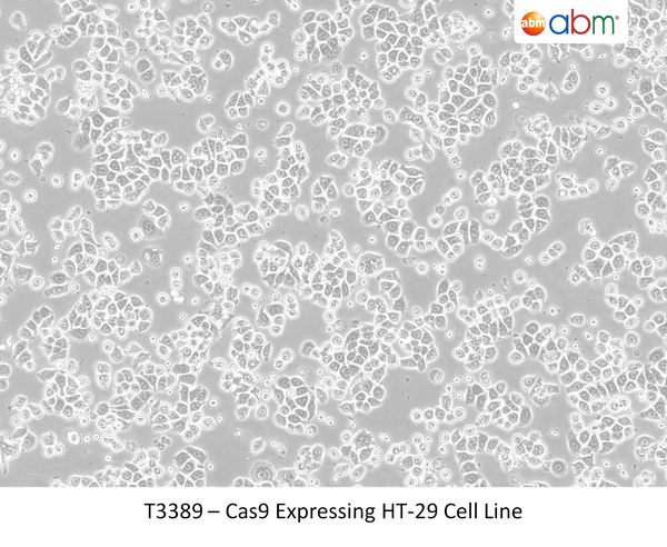 Cas9 Expressing HT-29 Cell Line | Applied Biological Materials (abm)