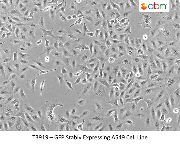GFP Stably Expressing A549 Cell Line | Applied Biological Materials (abm)