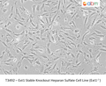 Ext1 Stable Knockout Heparan Sulfate Cell Line (Ext1-/-) – Figure 1 of 1