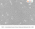 Immortalized Human Primary Trabecular Meshwork Cells - SV40 | Applied Biological Materials (abm)