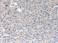 RAB2A Polyclonal Antibody – Figure 1 of 3