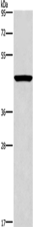 CPA2 Polyclonal Antibody – Figure 1 of 2