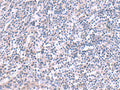 KCNK10 Polyclonal Antibody – Figure 1 of 2