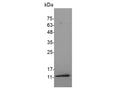 Recombinant Mouse IGF1(Long-R3-IGF1) Protein (His Tag) – Figure 1 of 2