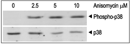 Anisomycin – Figure 1 of 2