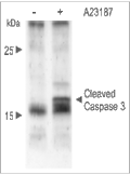 A23187 – Figure 1 of 2