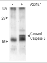 A23187 – Figure 1 of 2