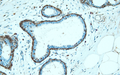 Anti-Annexin A1 – Figure 1 of 2