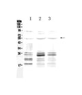 Anti-PTEN Antibody Picoband®