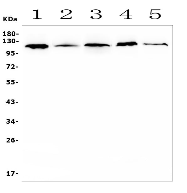 Anti-HIF-1 alpha/HIF1A Antibody Picoband®