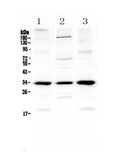Anti-MyD88 Antibody Picoband®