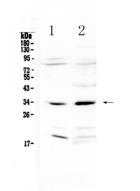 Anti-MyD88 Antibody Picoband®