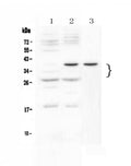 Anti-VEGF/Vegfa/VEGF164 Antibody Picoband®