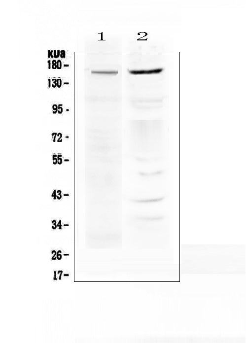 Anti-P Glycoprotein/ABCB1 Antibody Picoband®