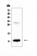Anti-CCL2 Antibody Picoband®
