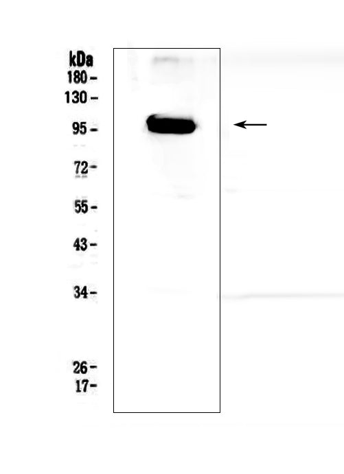 Anti-APP/C99 Antibody Picoband®