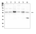 Anti-SMAD2 Antibody Picoband®