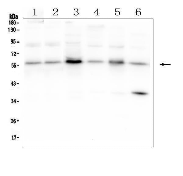 Anti-SMAD2 Antibody Picoband®