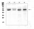 Anti-KLF4 Antibody Picoband®