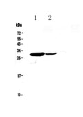 Anti-IL17C Antibody Picoband®
