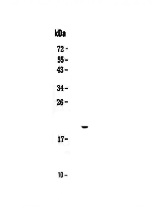 Anti-IL17C Antibody Picoband®