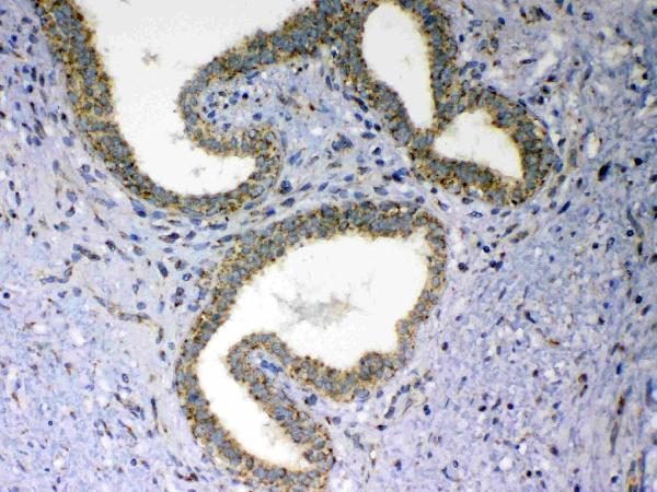 Anti-MAVS Antibody Picoband®