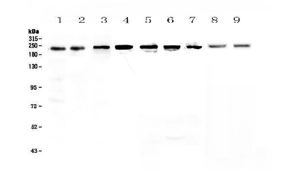 Anti-BRG1/SMARCA4 Antibody Picoband®