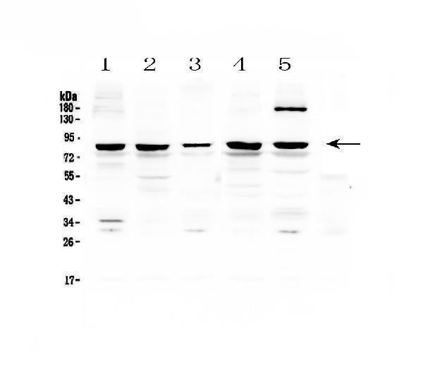 Anti-CARS Antibody Picoband®