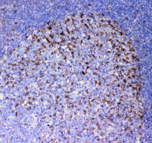 Anti-ICOS Antibody