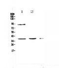 Anti-TATA binding protein TBP Antibody Picoband®