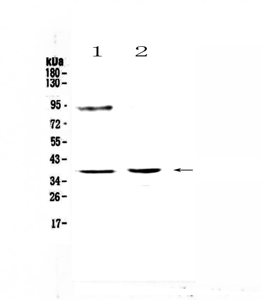 Anti-TATA binding protein TBP Antibody Picoband®
