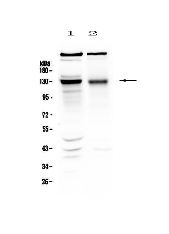 Anti-BMPR2 Antibody Picoband®