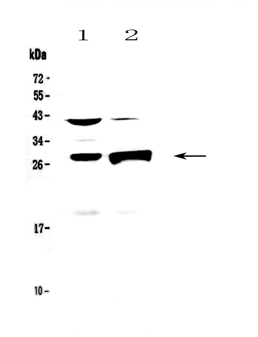 Anti-Granzyme B/Gzmb Antibody Picoband®