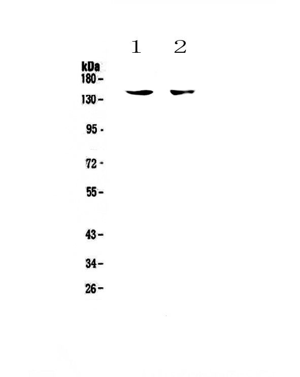 Anti-CD11c/ITGAX Antibody Picoband®