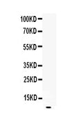 Anti-EGF Antibody Picoband®