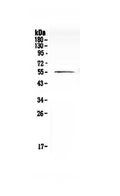 Anti-Cdc20 Antibody Picoband®