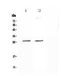 Anti-SPR Antibody Picoband®