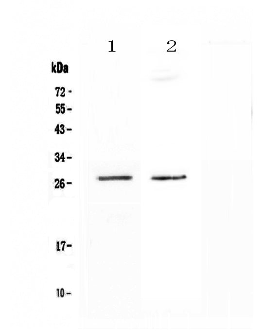 Anti-SPR Antibody Picoband®