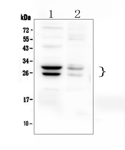 Anti-COMT Antibody Picoband®