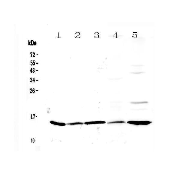 Anti-Galectin 1/Lgals1 Antibody Picoband®